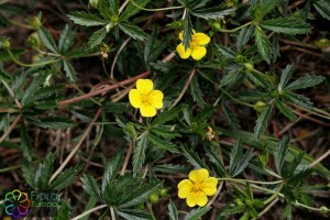 Potentilla erecta (7)